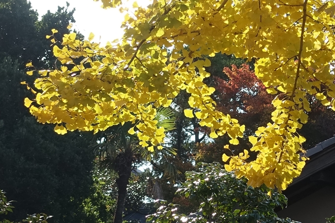 京都_紅葉情報_2019_16　嵯峨嵐山　No79