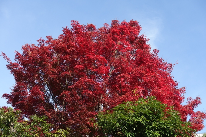 京都_紅葉情報_2019_16　嵯峨嵐山　No80