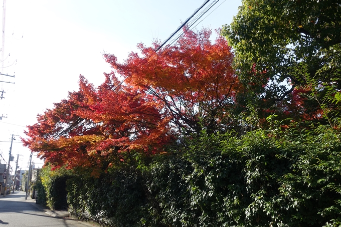 京都_紅葉情報_2019_16　嵯峨嵐山　No85