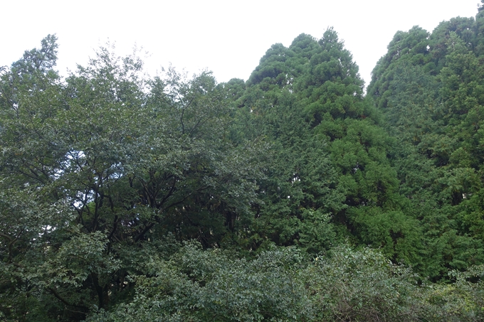 番外編_九州_熊本県_高森殿の杉_草部吉見神社　No10