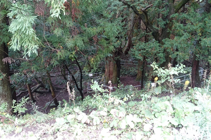 番外編_九州_熊本県_高森殿の杉_草部吉見神社　No11