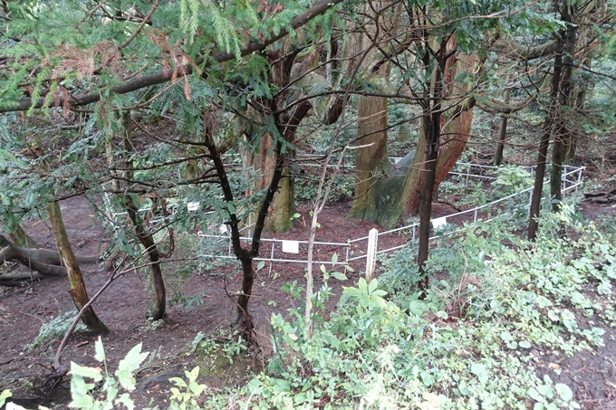 番外編_九州_熊本県_高森殿の杉_草部吉見神社　No12