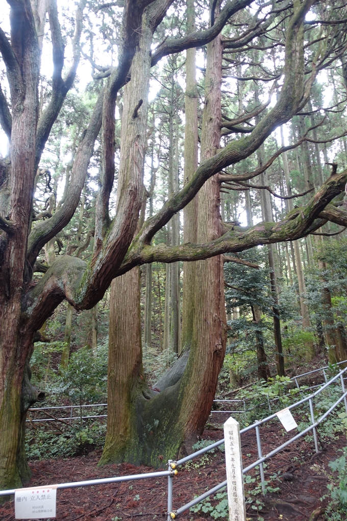 番外編_九州_熊本県_高森殿の杉_草部吉見神社　No15