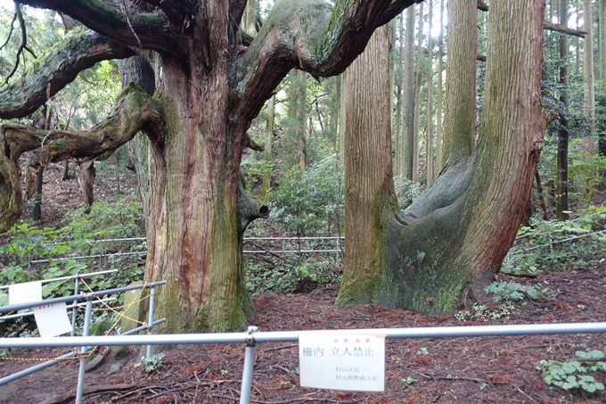 番外編_九州_熊本県_高森殿の杉_草部吉見神社　No16