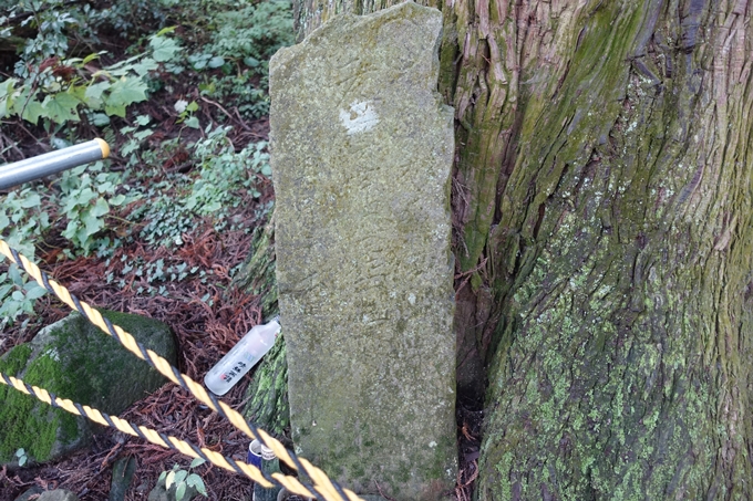 番外編_九州_熊本県_高森殿の杉_草部吉見神社　No19