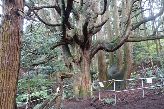 番外編_九州_熊本県_高森殿の杉_草部吉見神社　No21