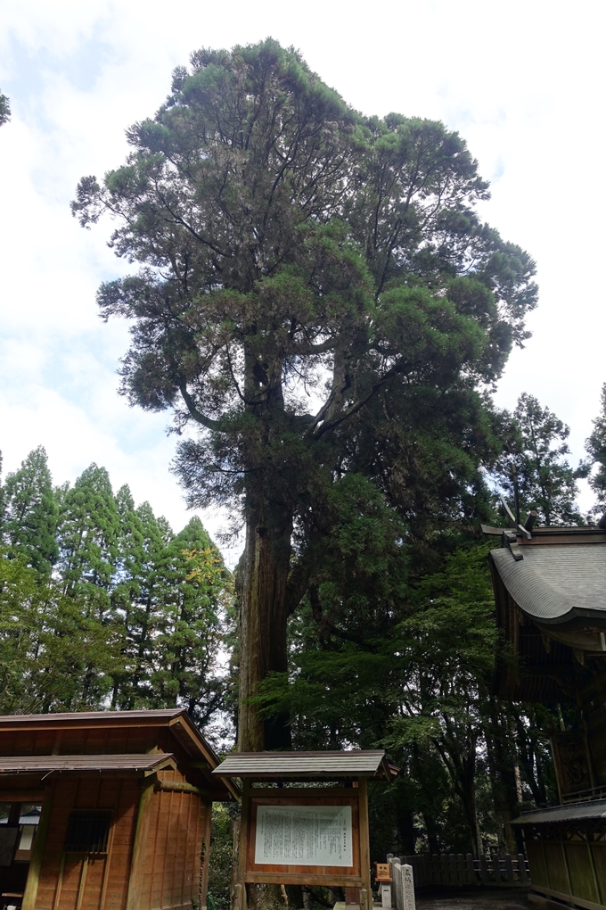 番外編_九州_熊本県_高森殿の杉_草部吉見神社　No40