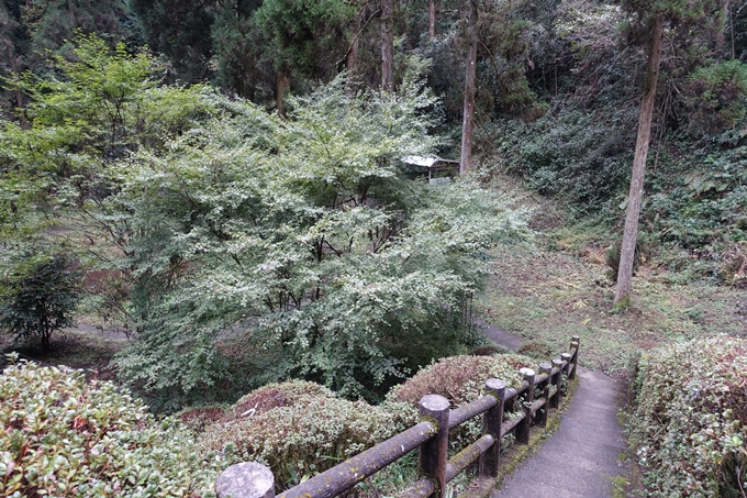 番外編_九州_熊本県_高森殿の杉_草部吉見神社　No46