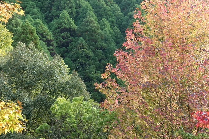 番外編_九州_大分県_湯布院_別府　No18