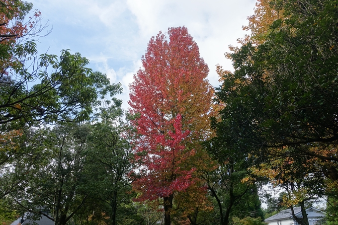 番外編_九州_大分県_湯布院_別府　No35