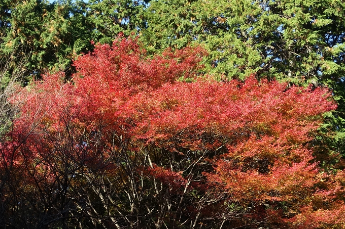 京都_紅葉情報_2019_02　比叡山ドライブウェイ　No3