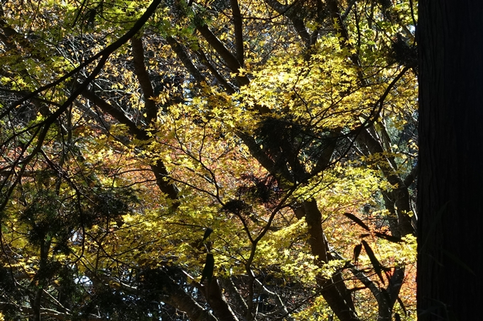 京都_紅葉情報_2019_02　比叡山ドライブウェイ　No6