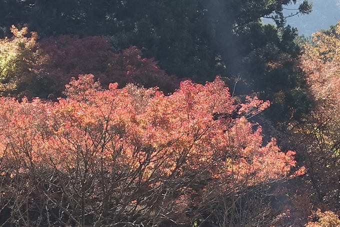 京都_紅葉情報_2019_02　比叡山ドライブウェイ　No9