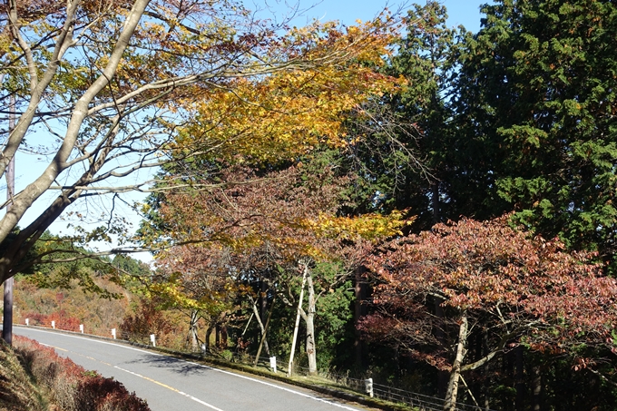 京都_紅葉情報_2019_02　比叡山ドライブウェイ　No14