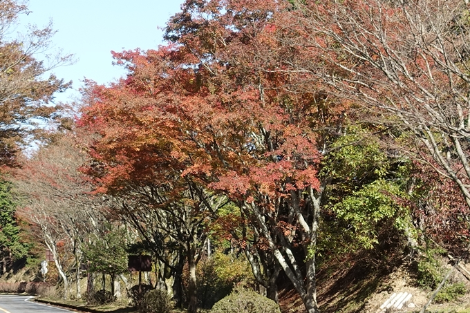 京都_紅葉情報_2019_02　比叡山ドライブウェイ　No19