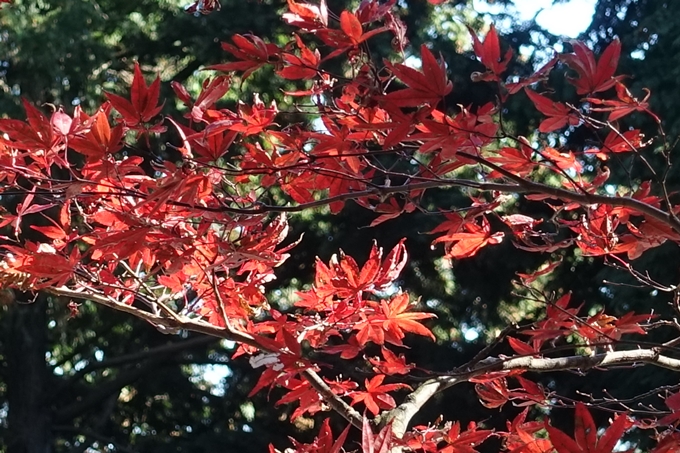 京都_紅葉情報_2019_02　比叡山ドライブウェイ　No26