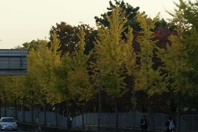 京都_紅葉情報_2019_01　川端丸太町_イチョウ　No6