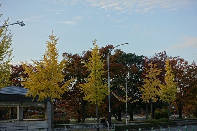 京都_紅葉情報_2019_01　川端丸太町_イチョウ　No8