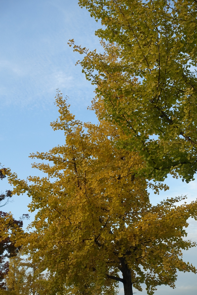 京都_紅葉情報_2019_01　川端丸太町_イチョウ　No10