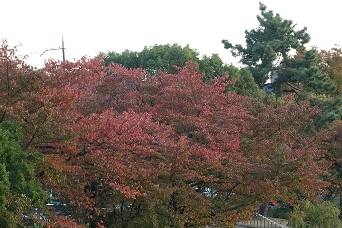 京都_紅葉情報_2019_01　川端丸太町_イチョウ　No13