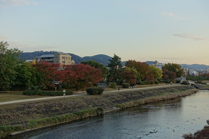 京都_紅葉情報_2019_01　川端丸太町_イチョウ　No12