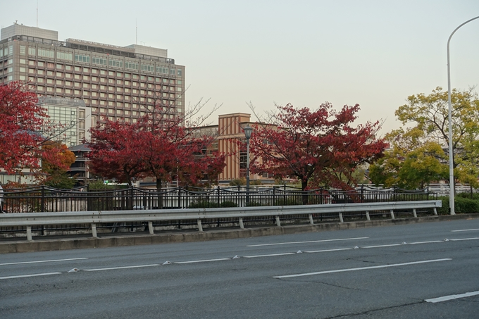 京都_紅葉情報_2019_03　頂妙寺　いちょう　No2