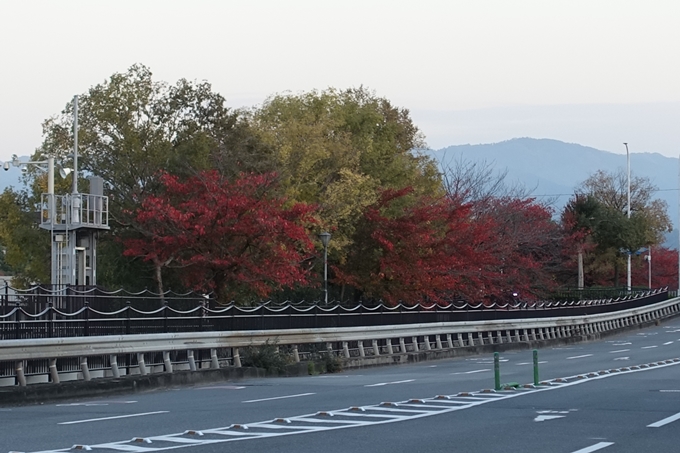 京都_紅葉情報_2019_03　頂妙寺　いちょう　No3