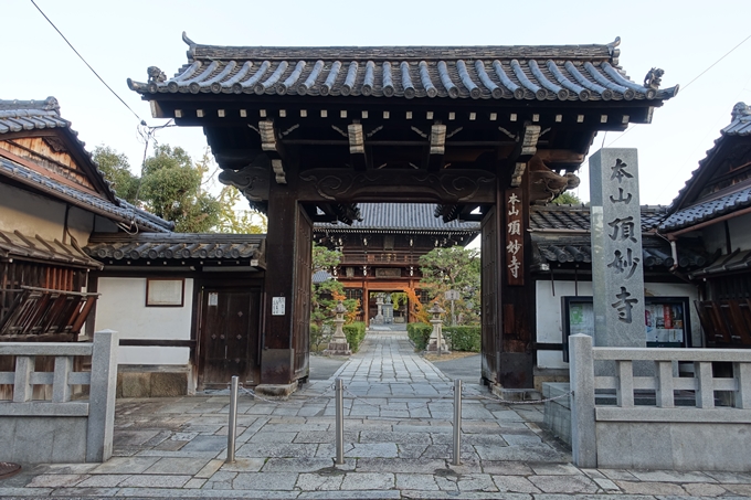 京都_紅葉情報_2019_03　頂妙寺　いちょう　No7