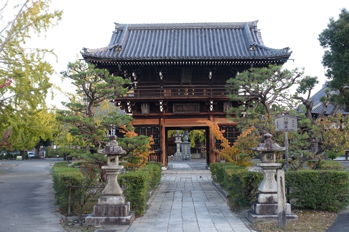 京都_紅葉情報_2019_03　頂妙寺　いちょう　No8