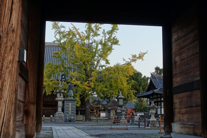 京都_紅葉情報_2019_03　頂妙寺　いちょう　No9