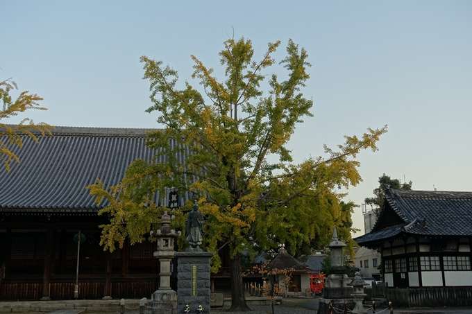 京都_紅葉情報_2019_03　頂妙寺　いちょう　No10