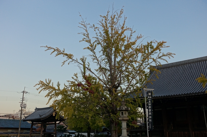 京都_紅葉情報_2019_03　頂妙寺　いちょう　No11