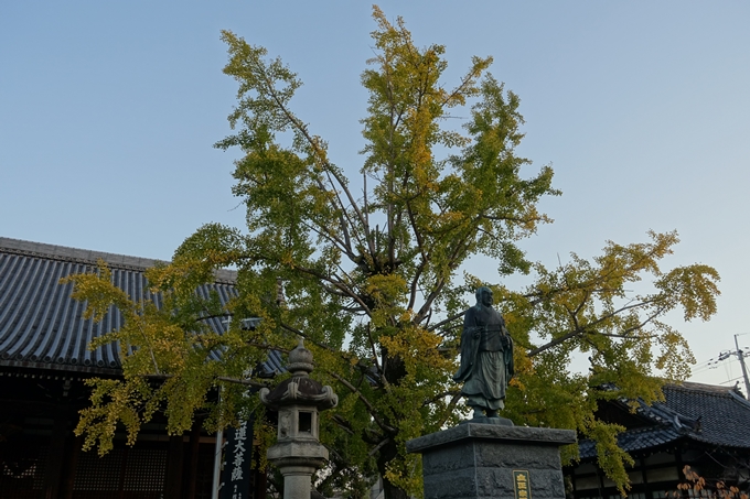 京都_紅葉情報_2019_03　頂妙寺　いちょう　No12