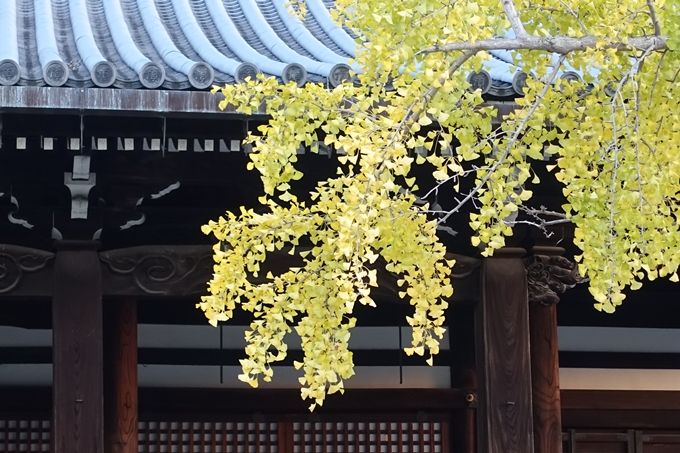 京都_紅葉情報_2019_03　頂妙寺　いちょう　No13