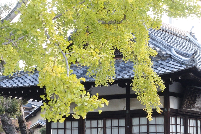 京都_紅葉情報_2019_03　頂妙寺　いちょう　No14