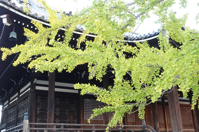 京都_紅葉情報_2019_03　頂妙寺　いちょう　No16