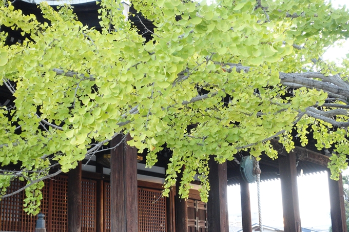 京都_紅葉情報_2019_03　頂妙寺　いちょう　No18