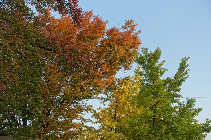 京都_紅葉情報_2019_04　川端丸太町_2　No7