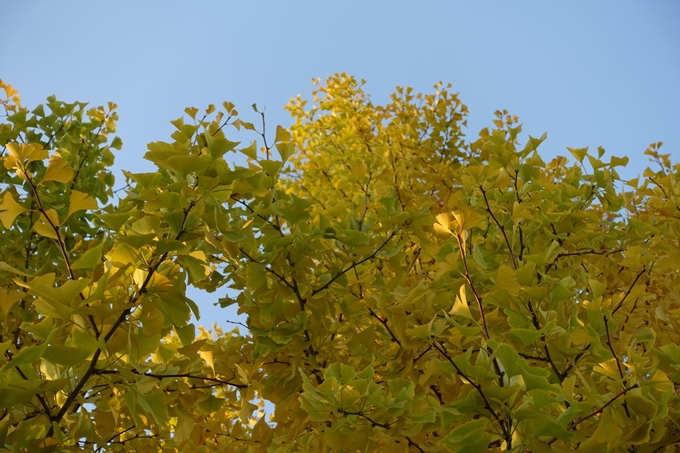 京都_紅葉情報_2019_04　川端丸太町_2　No11