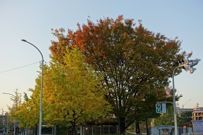 京都_紅葉情報_2019_04　川端丸太町_2　No12