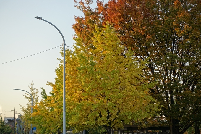 京都_紅葉情報_2019_04　川端丸太町_2　No13