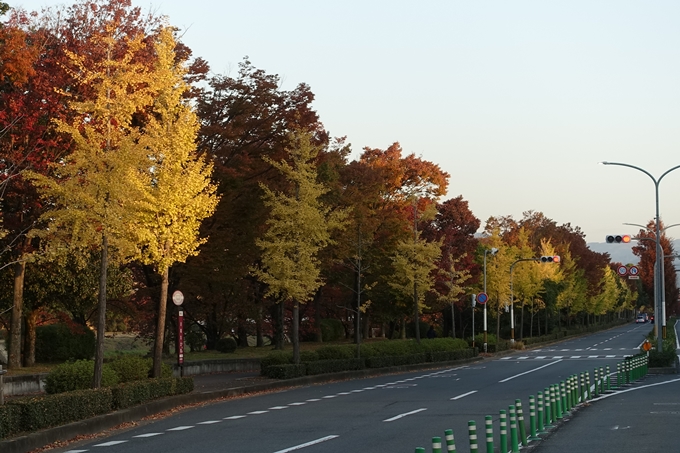 京都_紅葉情報_2019_04　川端丸太町_2　No16