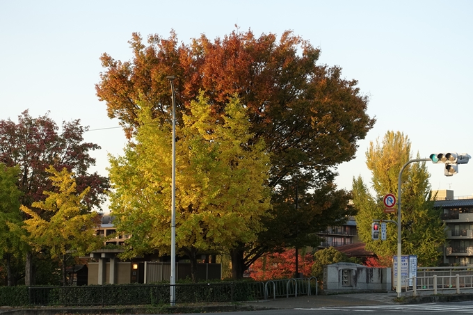 京都_紅葉情報_2019_04　川端丸太町_2　No17