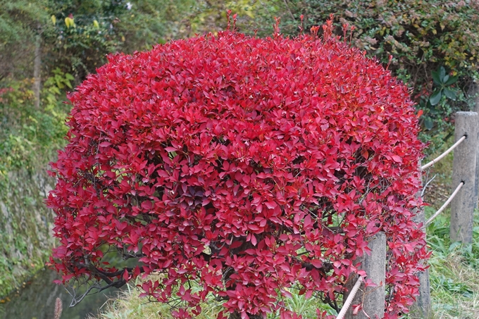 京都_紅葉情報_2019_17　哲学の道・南禅寺　No2