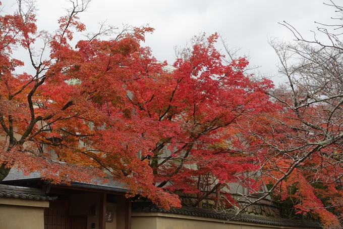 京都_紅葉情報_2019_17　哲学の道・南禅寺　No3