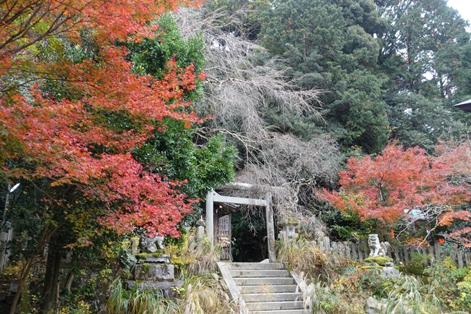 京都_紅葉情報_2019_17　哲学の道・南禅寺　No5