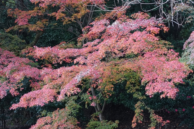 京都_紅葉情報_2019_17　哲学の道・南禅寺　No6