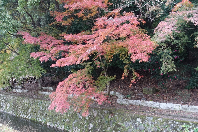 京都_紅葉情報_2019_17　哲学の道・南禅寺　No7