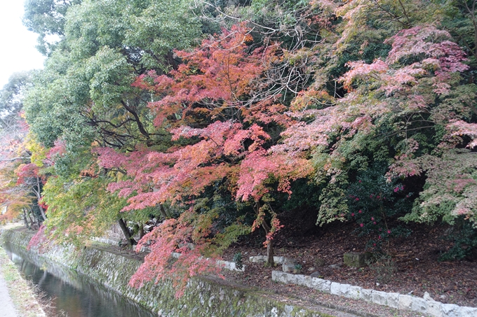 京都_紅葉情報_2019_17　哲学の道・南禅寺　No8