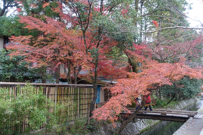 京都_紅葉情報_2019_17　哲学の道・南禅寺　No9